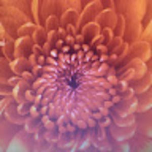 Meet your Posher, Rhonda